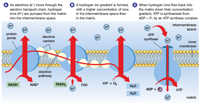 http://biology.reachingfordreams.com/images/Biology/CellularRespiration/Chemiosmosis/Chemiosmosis.png