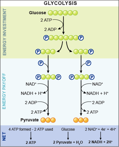 http://media1.shmoop.com/images/biology/biobook_cellresp_graphik_3.png