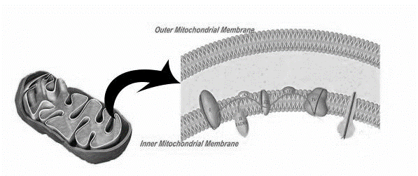 http://www.lhsc.on.ca/_images/Genetics/insidemitochondrialmembrane_000.jpg