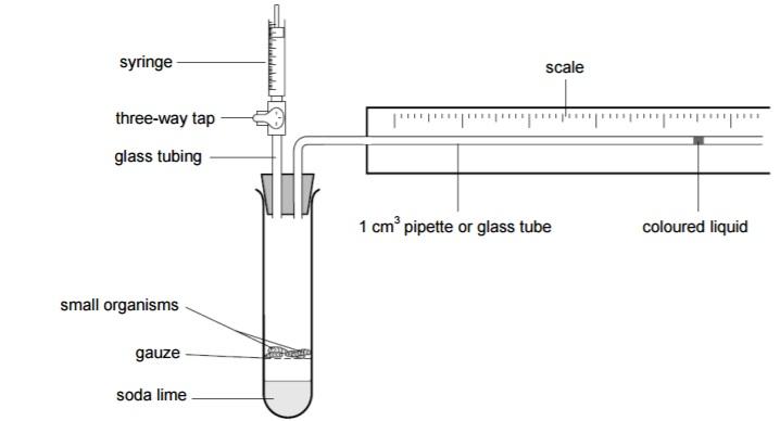 http://jlazib.weebly.com/uploads/6/0/0/8/60083289/respirometer-orig_orig.jpg