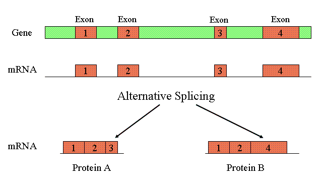 Description: http://www.ncbi.nlm.nih.gov/Class/MLACourse/Modules/MolBioReview/images/alternative_splicing.gif