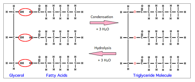 Image result for triglyceride condensation reaction