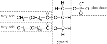 Image result for phospholipid condensation reaction