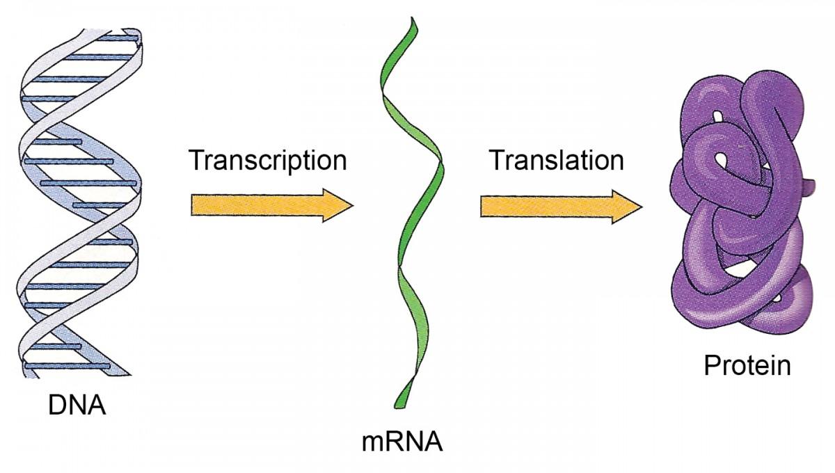 https://online.science.psu.edu/sites/default/files/biol011/Fig-7-9-DNA-Flow-Protein.jpg