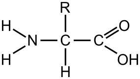 https://www.wpclipart.com/science/atoms_molecules/amino_acid/amino_acid_general.png