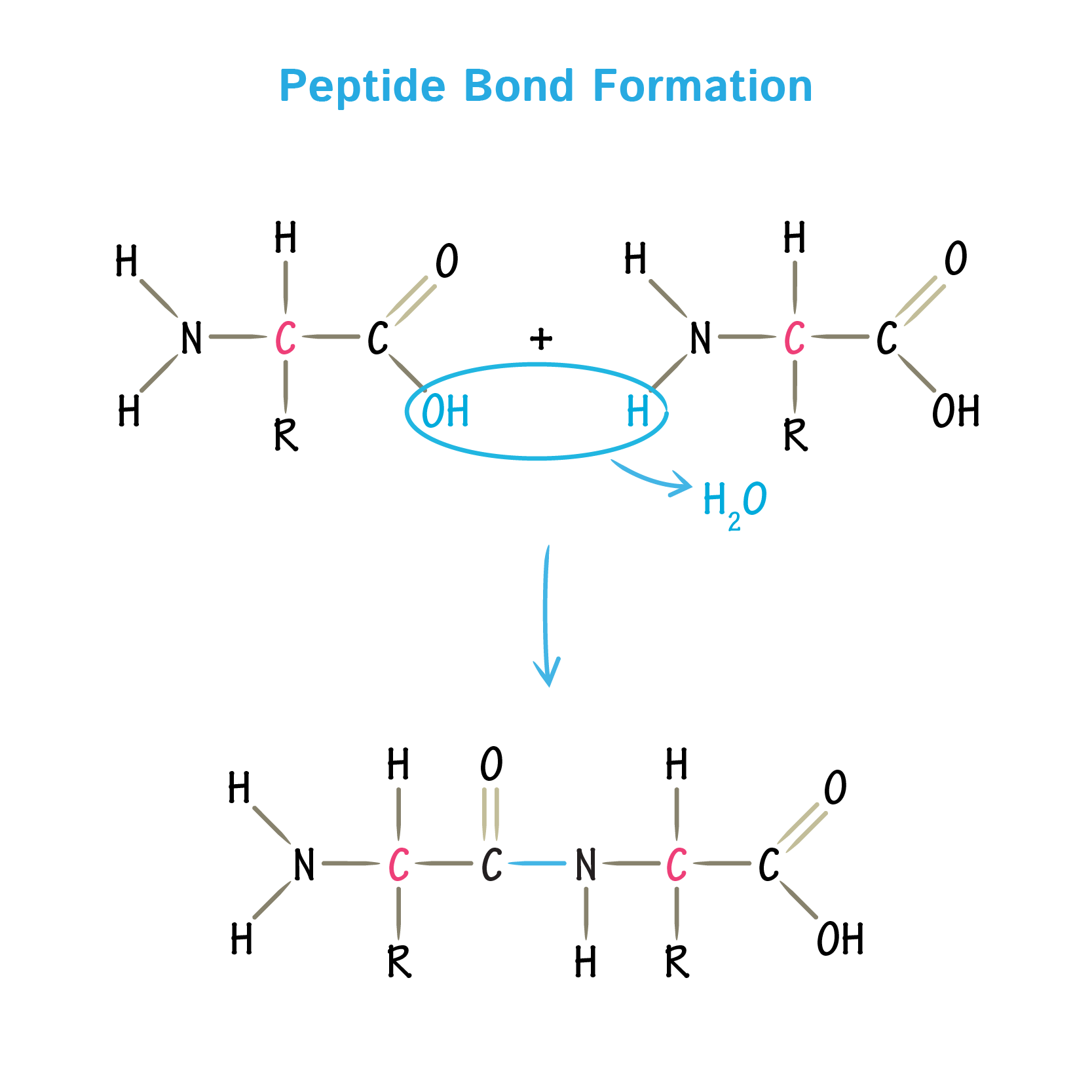 Image result for peptide bond formation