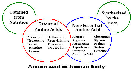 http://3.bp.blogspot.com/-RlPkEzOpXlQ/UY8vaEI1NJI/AAAAAAAADSk/Ew-2zavlM58/s1600/functions-of-amino-acids.PNG