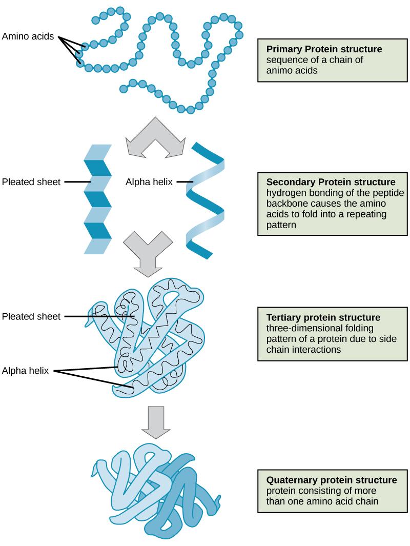 http://philschatz.com/biology-book/resources/Figure_03_04_09.jpg