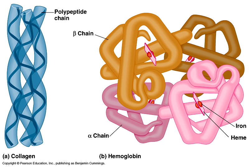 https://biochem80p.files.wordpress.com/2014/03/protein-quat01.gif