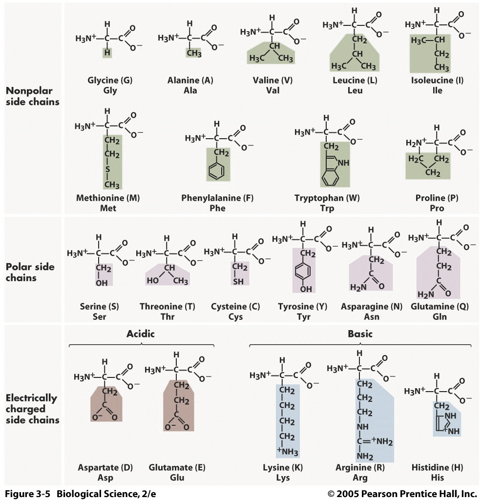 https://bio16mit.files.wordpress.com/2013/07/aminoacids01.jpg