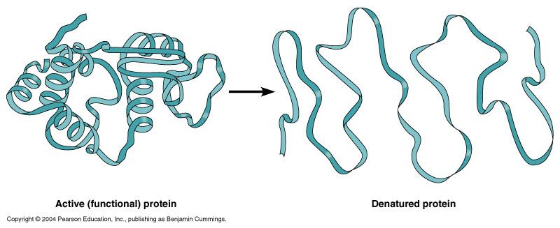 http://classes.midlandstech.edu/carterp/Courses/bio225/chap05/05-06_Denaturation_1.jpg