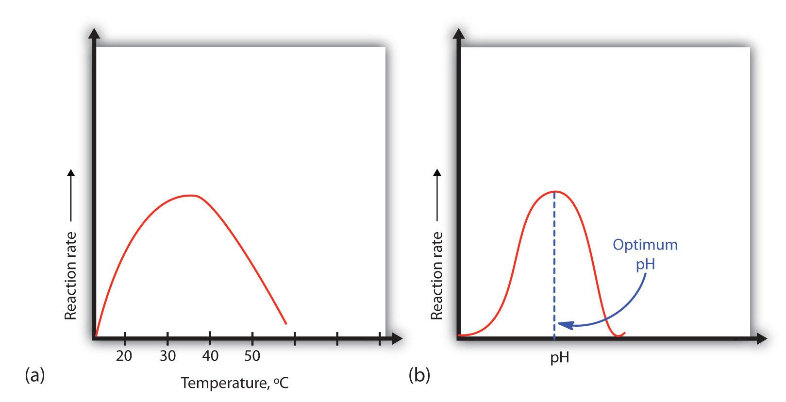 Image result for protein denaturation graph