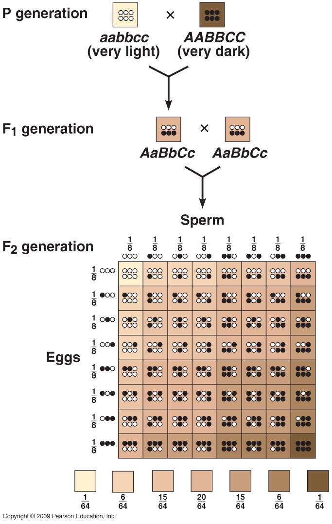 http://www.mpietrangelo.com/hbio/unit/10_inheritance/Chapter_09/B_Jpegs_of_Art_and_Photos/09_Labeled_Art_and_Photos/09_14aPolygenicInherit-L.jpg