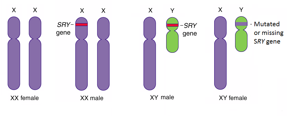 Image result for sry gene