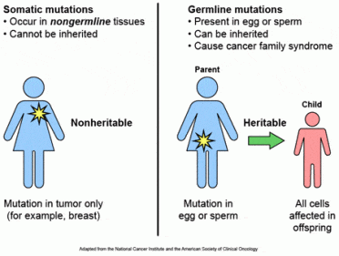 Image result for germline vs somatic mutation