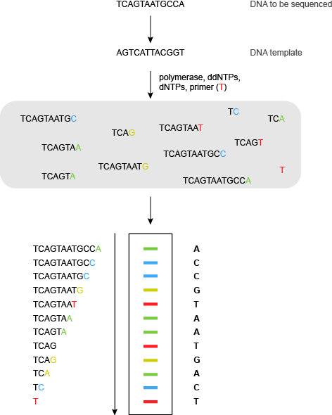 Sanger-sequencing-fluorescent