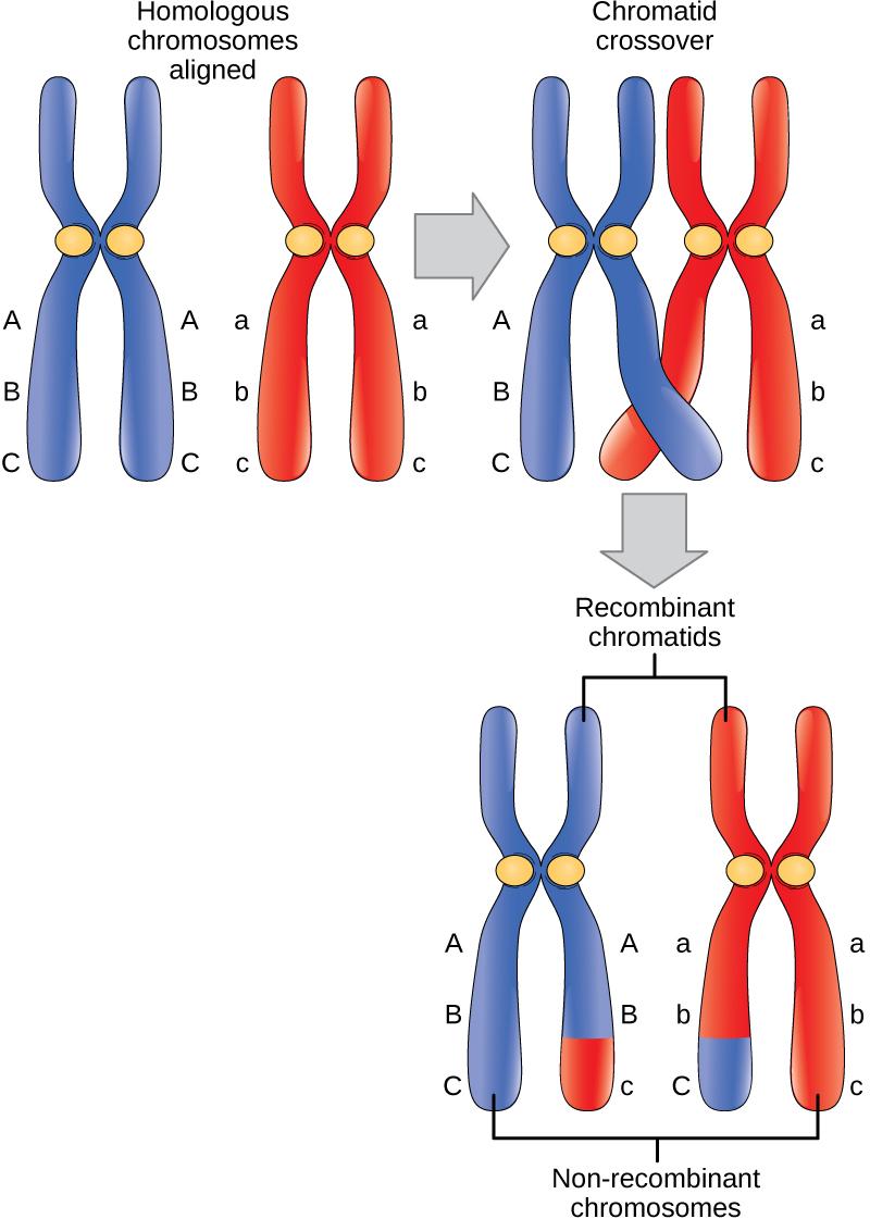 http://cnx.org/content/m44469/latest/Figure_11_01_02.jpg