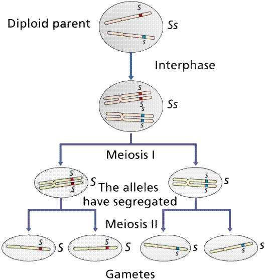 https://www2.estrellamountain.edu/faculty/farabee/BIOBK/meiogam.gif