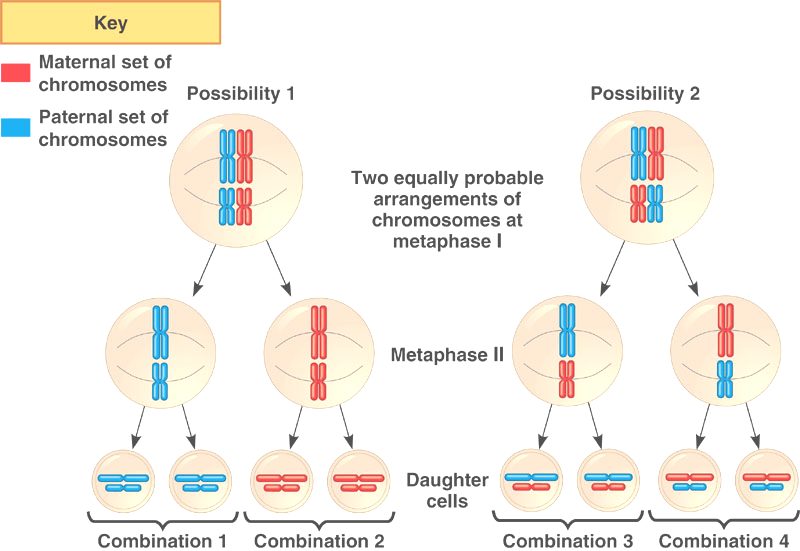http://kvhs.nbed.nb.ca/gallant/biology/independent_assortment.jpg
