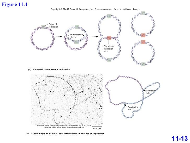 Image result for John Cairns chromosome size