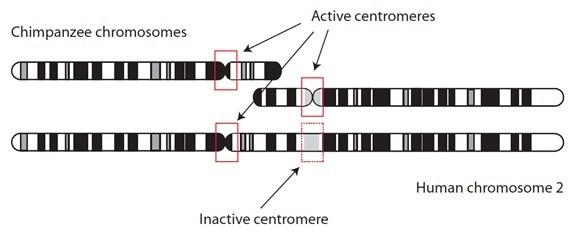 Image result for chromosome splitting and fusing