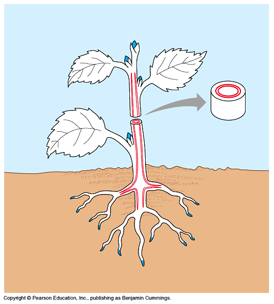 Z:\_IB_ Biology\UNIT 54_Plant Growth\Growth\Images\35-12-MajorMeristems-NL.gif