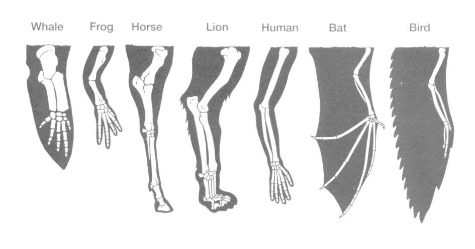 https://classconnection.s3.amazonaws.com/239/flashcards/782239/jpg/homology-limbs1360130251235.jpg