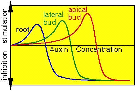 Image result for auxin concentration and growth