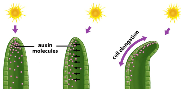 Image result for phototropism