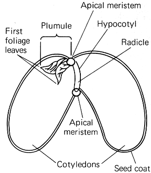 Image result for dicot seed structure