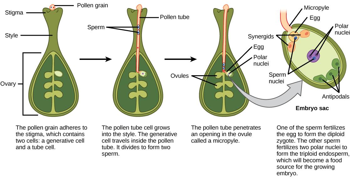 http://cnx.org/resources/df0e3f29c3abd459cd365d6d3ceb6a40/Figure_32_02_07.jpg