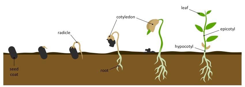 Image result for germination metabolism