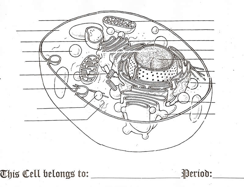 animalcell